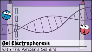 Gel Electrophoresis [upl. by Natka197]