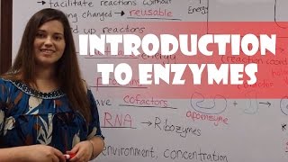 Introduction to Enzymes [upl. by Rriocard]