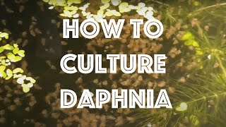 How To Culture Daphnia Magna [upl. by Kentiggerma]