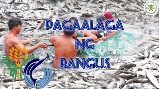 Milkfish farming in the Philippines  bangus farming in the Philippines  Happy Farmer  BFAR [upl. by Yendys]