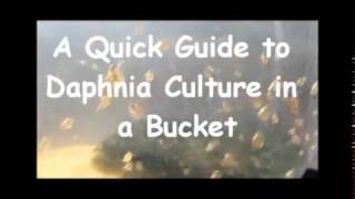 How to culture daphnia outside [upl. by Jamel937]