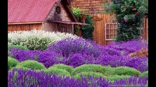 What are the differences in LavenderGarden Style nw [upl. by Isidora]