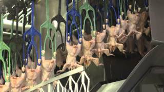 An Inside Look at US Poultry Processing [upl. by Lona]