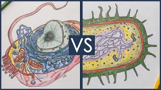 Prokaryotes vs Eukaryotes  Biology Tutorial [upl. by Alur]