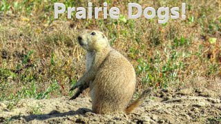 Interesting and Fun Facts About Prairie Dogs [upl. by Buchanan]