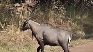 Only in Indian Continental Animal Nilgai or Blue bull Closeup video [upl. by Ilan931]