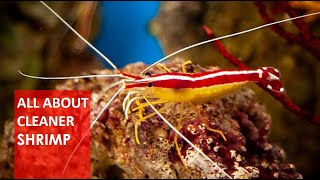 Introducing Cleaner Shrimp to the Aquarium 🦐 [upl. by Ailima]