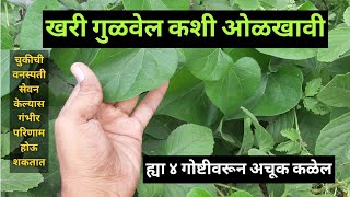 गुळवेल कशी ओळखावीअमृतवेल गुडूची गिलॉय Gulvel Kashi OlkhaviHow To Identify Tinospora Cordifolia [upl. by Marysa145]