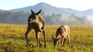 Whitetail deer blowing sound amp running away [upl. by Yecad979]