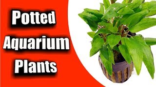 Simple Guide to Planting a NEW quotPotted Aquarium Plantquot [upl. by Nolly682]