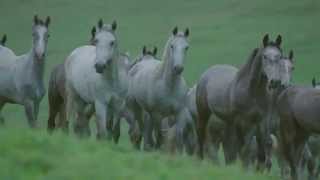 Classical horsemanship and the High School of the Spanish Riding School Vienna [upl. by Rehtse293]