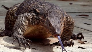 Giant Water Monitor Lizards Singapore Nature 2020 [upl. by Notyap6]