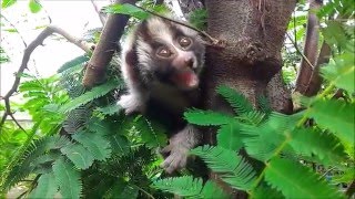 Rescued slow loris learns to climb a tree [upl. by Ahsote]