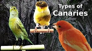 Types of Canaries [upl. by Maxi]