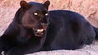 Black Panther Facts 13 Facts about Black Panthers [upl. by Terrie]