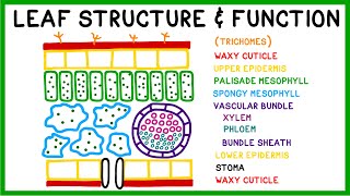 Leaf Structure and Function [upl. by Cacie]