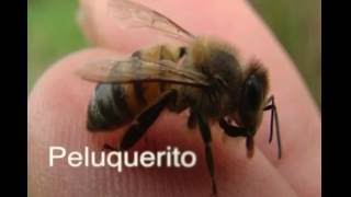 Abejas meliponas no pican y producen excelente miel AgroDidáctica [upl. by Montana]