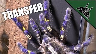 Poecilotheria metallica transfer  BEST ARBOREAL ENCLOSURE design [upl. by Ennaul896]