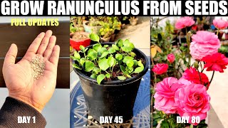 How To Grow Ranunculus From Seeds  SEED TO FLOWER [upl. by Orgel370]