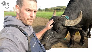 MILKING WATER BUFFALO [upl. by Enicul]