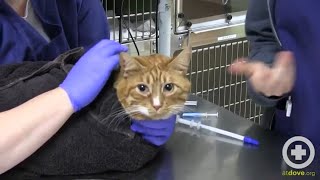 How to Administer Oral Medication to Cats [upl. by Hteazile]