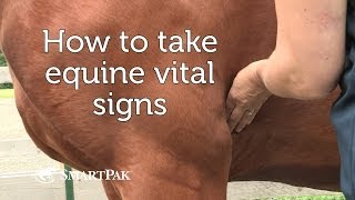 How to take equine vital signs [upl. by Hairacaz]