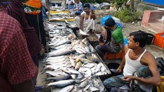 Amazing Rural Village Fish Market In Bangladesh  Lots Of Fresh Country Fishes Available [upl. by Dranal]