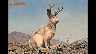 The Truth About Jackalopes A Cryptozoology Report [upl. by Milt]