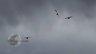 Geese Flying Upside Down [upl. by Leirad]