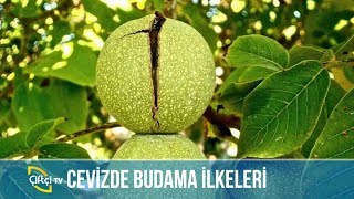 Ceviz Ağacı Budama Teknikleri ÇETİN CEVİZ [upl. by Metts]