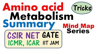 Amino acid metabolism [upl. by Sokul]