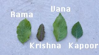 Holy Basil  Tulsi Types  Growing From Seed [upl. by Agnew]