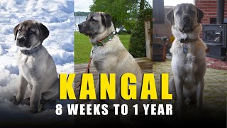 TURKISH KANGAL DOG  EVOLUTION  8 WEEKS TO 1 YEAR [upl. by Aroon482]