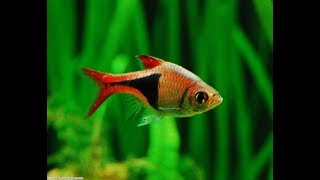 Top 20 Fish for Planted Aquariums Aquascaping [upl. by Wang]