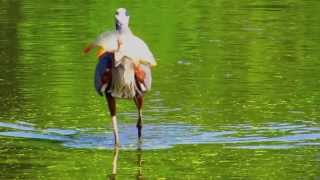 Great Blue Heron Swallowing Carp [upl. by Eissed380]