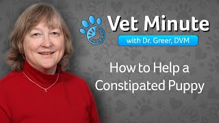 Vet Minute How to Help a Constipated Puppy [upl. by Dnalyag]