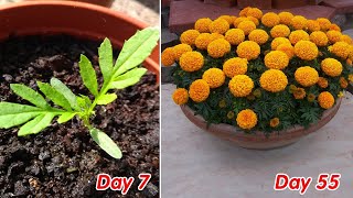 How to grow marigold  Tagetes in pots at home full update [upl. by Stella273]