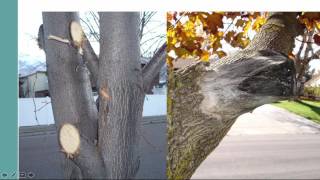 How to Prune Landscape Trees and Shrubs [upl. by Dorie663]