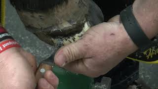 Shoeing General Pleasure Horse with Severe Separation from Previous Abscess [upl. by Owades]