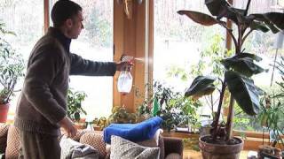 How to Mist Your Houseplants [upl. by Zsamot]