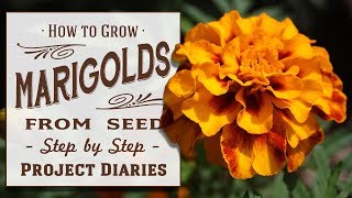 ★ How to Grow Marigolds from Seed A Complete Step by Step Guide [upl. by Althea838]