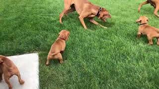 Vizsla puppies [upl. by Nob]