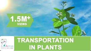 Transportation in Plants [upl. by Neerehs]