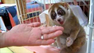 Slow Loris want more Rice Ball [upl. by Cecilio945]