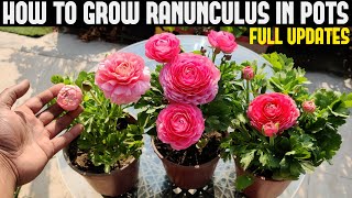 How To Grow Ranunculus FULL INFORMATION [upl. by Aiet]