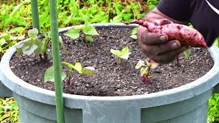 How to Grow Sweet Potato in Containers or Pots [upl. by Ajin]