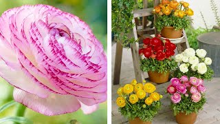 How to Plant Ranunculus Summer Garden Guide [upl. by Eahsel]