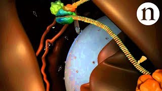 RNA interference RNAi by Nature Video [upl. by Alitta]