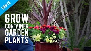 How To Grow Pot Plants in a Container Garden [upl. by Ydnelg257]