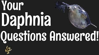 Daphnia Questions Answered [upl. by Bubalo]